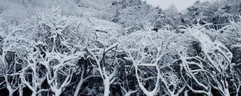 雪是什么状态的（雪是什么状态的化学）