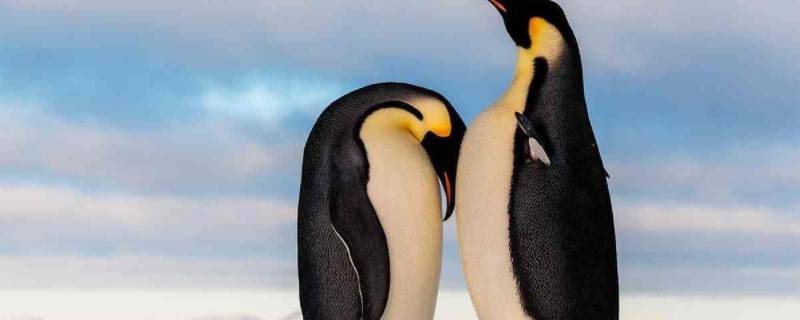 南极有哪些动物 南极有哪些动物它的名字叫什么