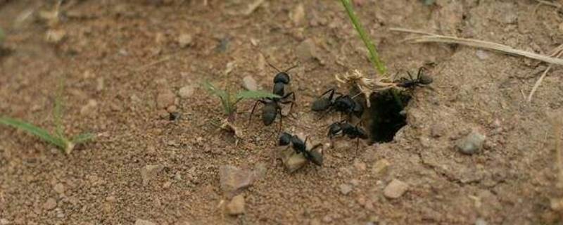 观察蚂蚁是科学研究吗 观察蚂蚁的科学家