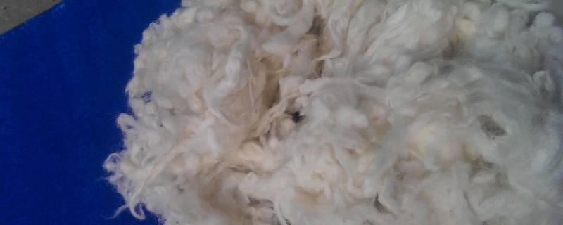 丝光羊毛和羊毛的区别 丝光羊毛是纯羊毛吗