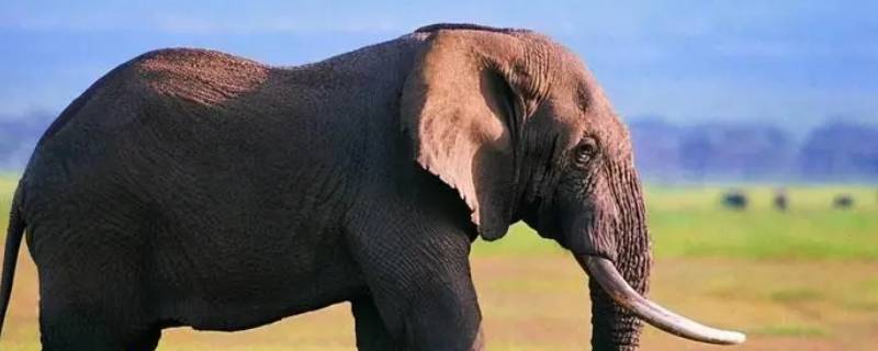 非洲象和印度象的区别（非洲象和印度象的区别图片）