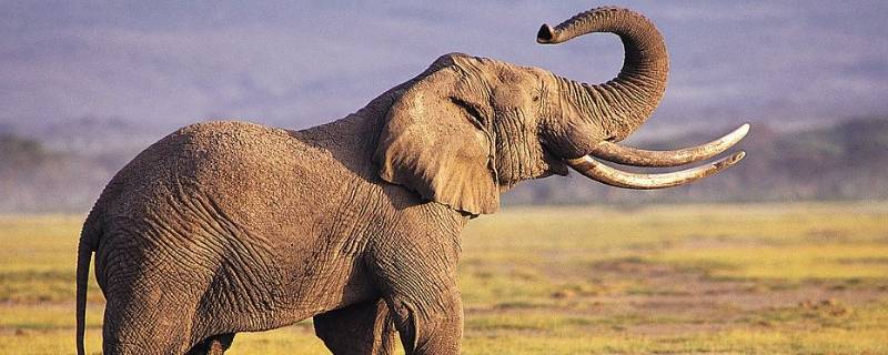 大象重量（大象重量一般有几吨）