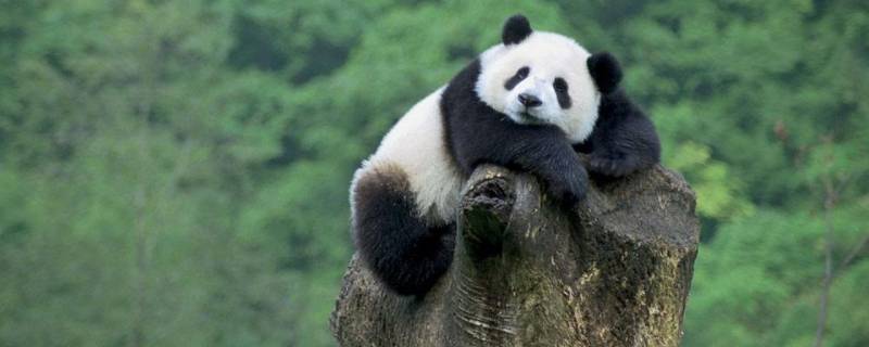 大熊猫是什么科的动物 大熊猫是什么猫科动物