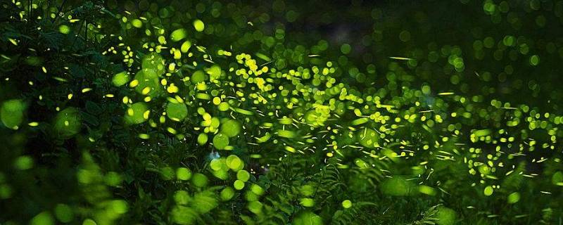 萤火虫的生活环境 萤火虫的生活环境图片