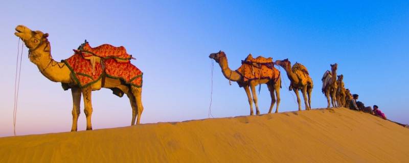 骆驼只有双驼峰一种对吗（骆驼为什么有单驼峰和双驼峰）