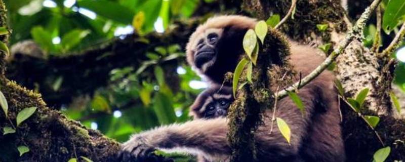 高黎贡白眉长臂猿属于什么重点保护野生动物