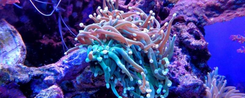 珊瑚属于生物吗 珊瑚属于生物吗,理由