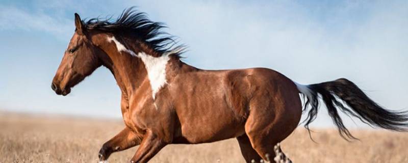 马的寿命一般在多少年左右 马的寿命一般有几年