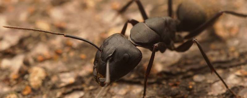 蚂蚁冬天去哪了 蚂蚁冬天在干嘛