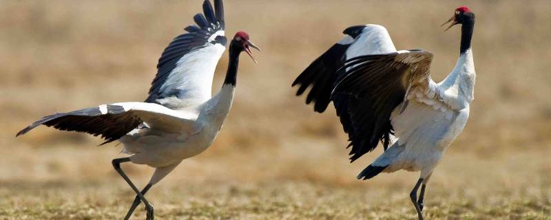 黑颈鹤白鹤国家几级保护动物 国家一级保护动物黑颈鹤,主要栖息