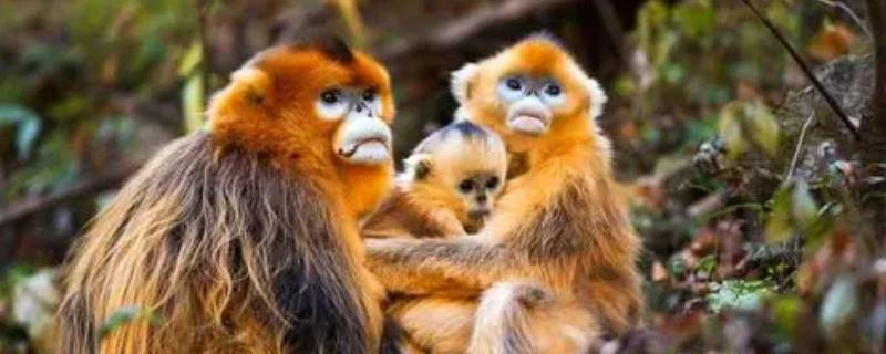 武陵山脉黔金丝猴在什么山 黔金丝猴在贵州省武陵山脉