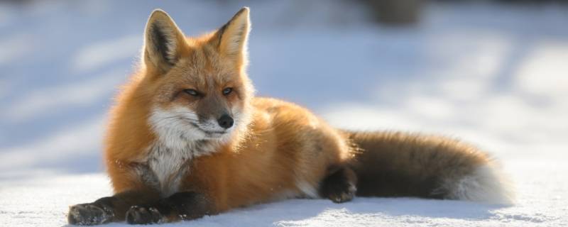 狐狸是几级保护动物（白狐狸属于几级保护动物）