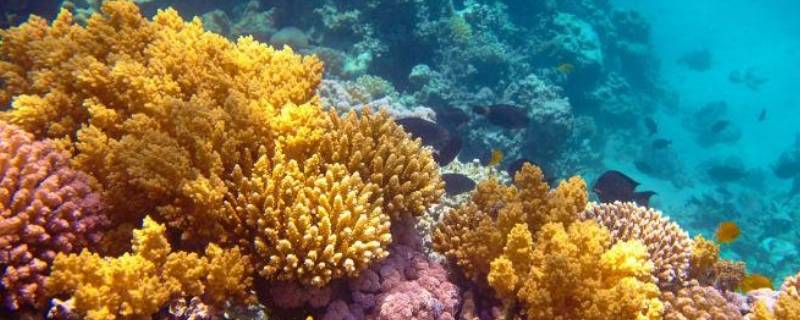 珊瑚礁的原住民有哪些 珊瑚礁的原住民有哪些鱼