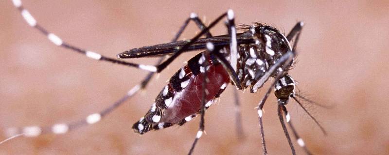 蚊子吸饱了血一般藏在哪里 蚊子吸血后一般藏在哪里