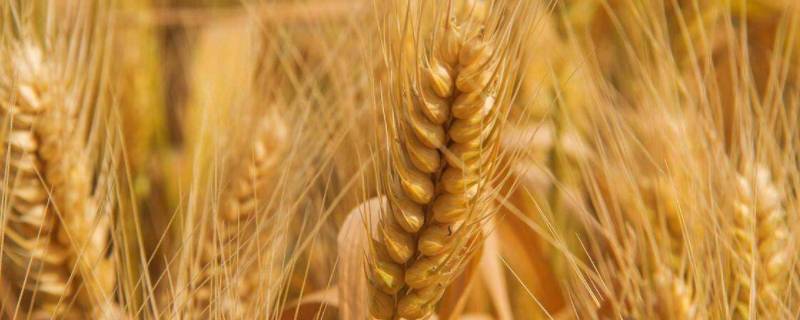 小麦千粒重一般是多少克 一袋小麦重多少千克