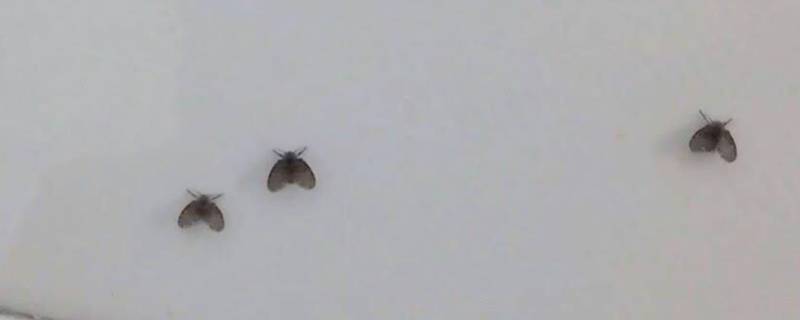 卫生间小飞虫哪里来的如何消除 家里卫生间小飞虫怎么消灭