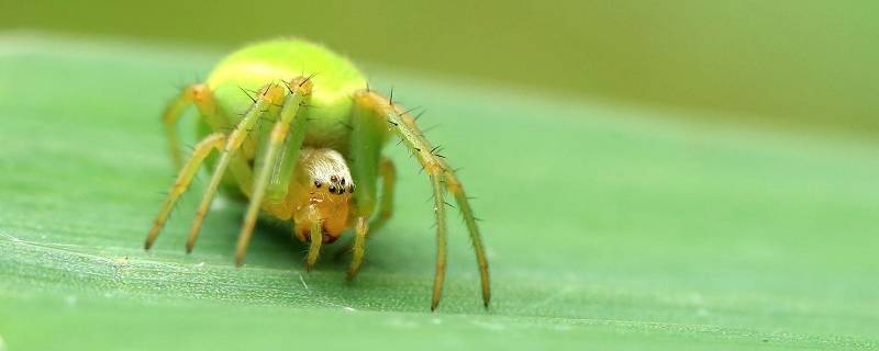 绿色的蜘蛛是什么品种（绿色的蜘蛛是什么品种屁股是白色的）