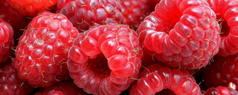 野果红色的小果子叫什么 红色的野果子有哪些