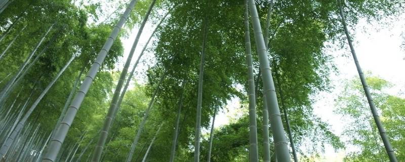 竹子的品质像什么人 竹子的品质像什么人小练笔