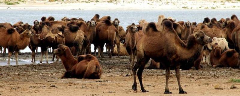 野生骆驼群在中国的什么地方 野生骆驼群存在于哪里