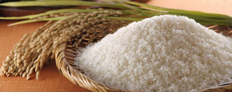 大米属于什么类 面粉大米属于什么类