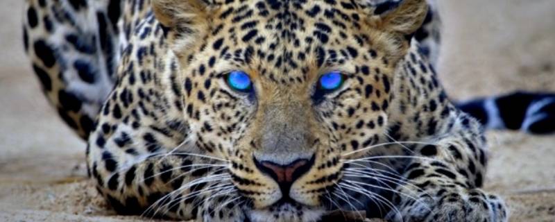 金钱豹属于我国几级保护动物 金钱豹什么时候被列入国家保护动物