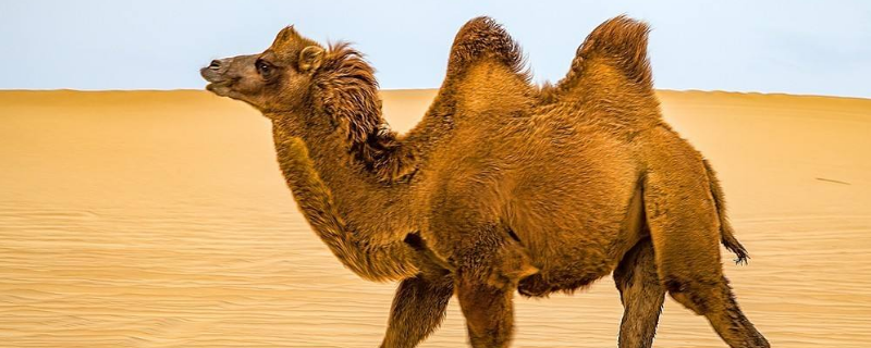 骆驼只有双峰驼一种正确吗 单驼峰骆驼和双驼峰骆驼