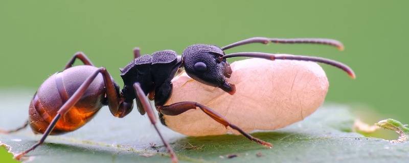 蚁后有多大 最大的蚁后有多大