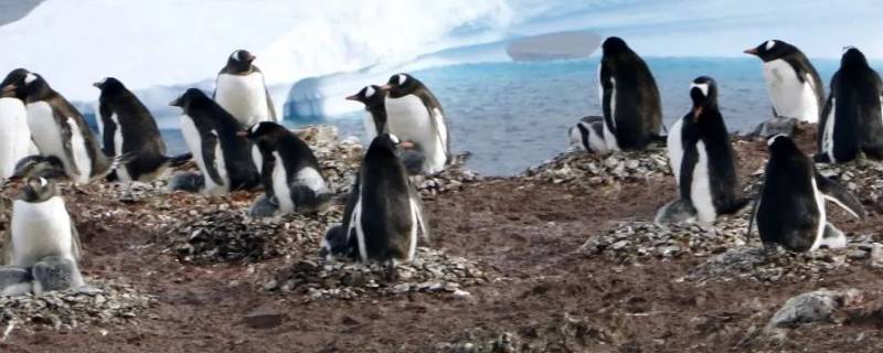 地球上的企鹅全部分布在南半球吗 地球上的企鹅全部分布在南半球吗英语