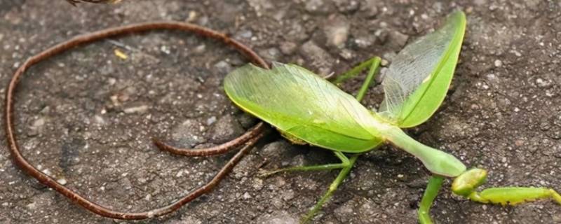 铁线虫为什么能控制螳螂 铁线虫是如何控制螳螂