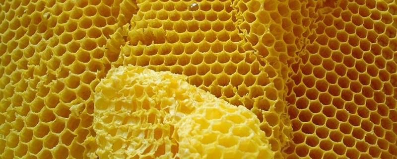 制造蜂蜡的是哪种蜜蜂 制造蜂蜡的是哪一种蜜蜂