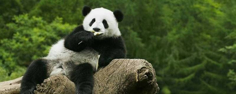 熊猫的特点和爱好是什么（熊猫的特点和爱好是什么英文）