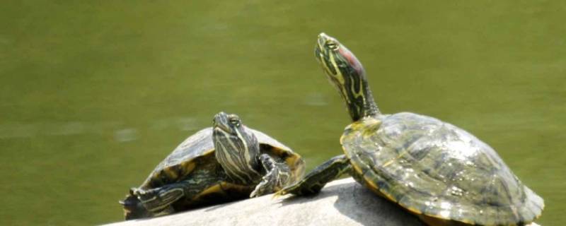 乌龟心跳一分钟多少次 海龟的心跳跳多少次