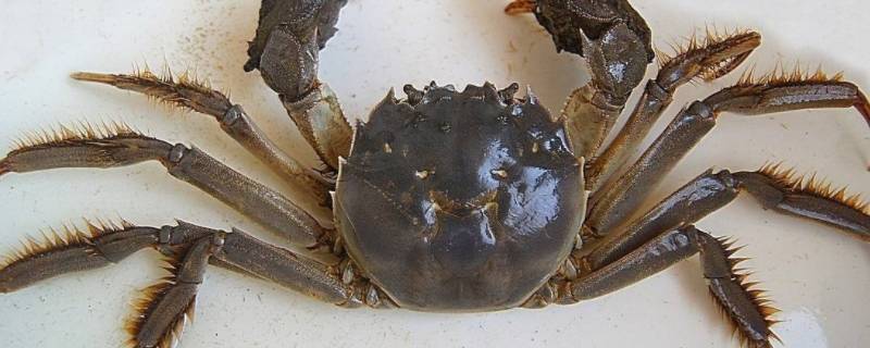 大闸蟹与河蟹有什么区别 大闸蟹和河螃蟹的区别