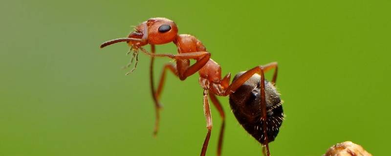 蚂蚁会摔死吗 蚂蚁不会被摔死的原因