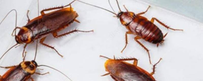 家里蟑螂多是什么原因引起的 家里有蟑螂是什么原因造成的