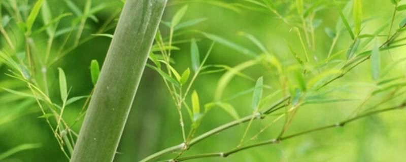 竹子的特点和象征意义 竹子的特点和象征意义50字