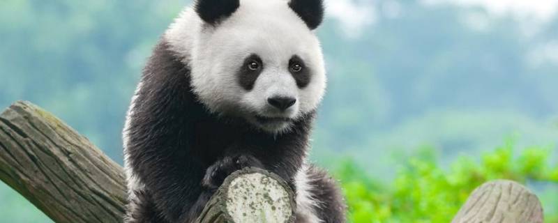 大熊猫几级保护动物 大熊猫几级保护动物判几年