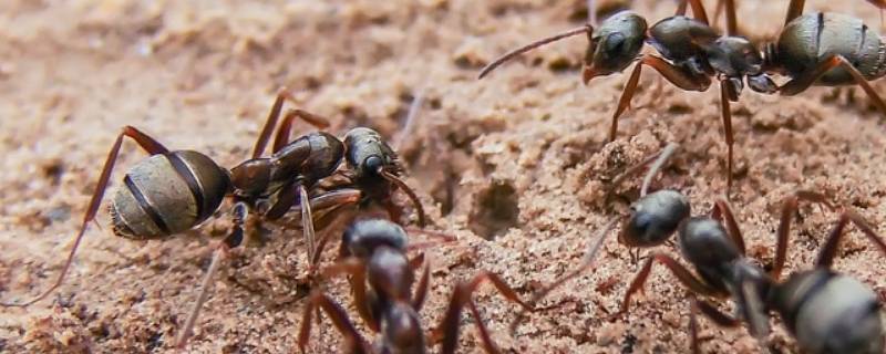 蚂蚁有牙齿吗 蚂蚁有牙齿吗?咬人