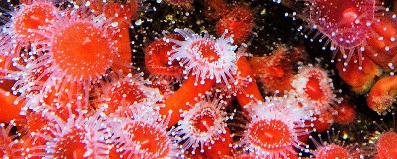 珊瑚虫是动物还是植物（珊瑚是动物还是植物,它和珊瑚虫啥关系?）