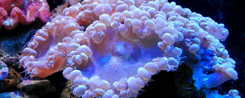 珊瑚虫是腔肠动物吗（珊瑚虫是不是腔肠动物）