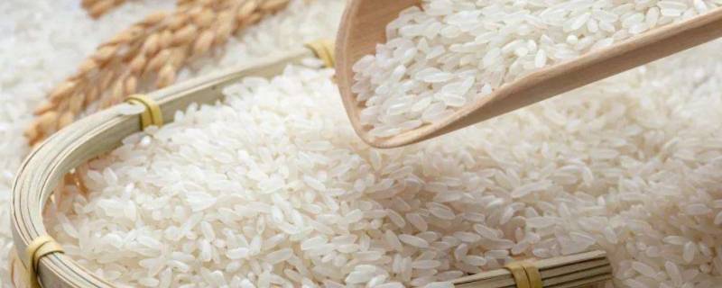 大米的含糖量为多少 大米中的含糖量是多少
