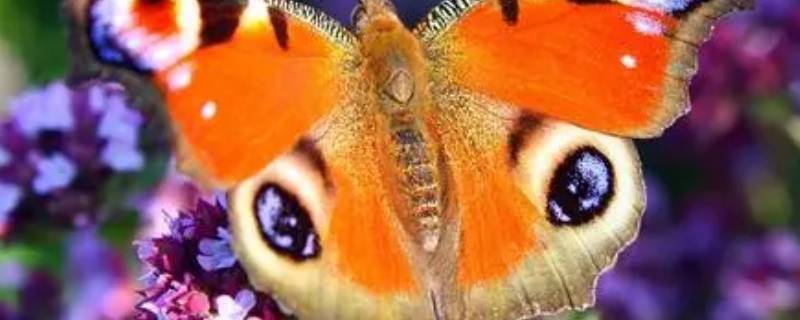 大孔雀蝶的食物 大孔雀蝶的食物寿命