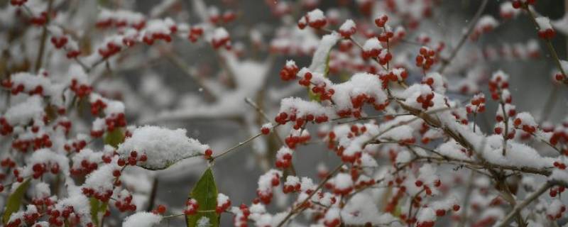 下雪用打伞吗 下雪用打伞吗?