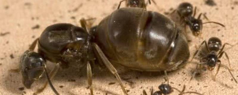 怎样让蚁后出洞 怎样让蚁后出洞觅食
