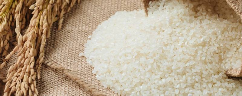怎么判断大米是发霉了 如何判别大米发霉