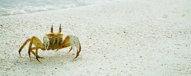 小螃蟹专属微信网名 带小螃蟹的好听的网名