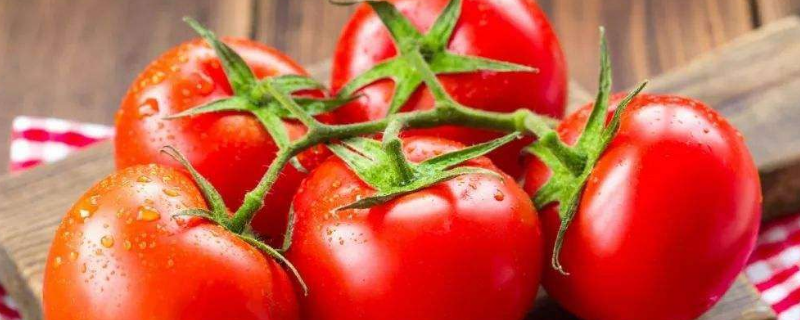 番茄红素的作用 番茄红素的作用与功效百度百科