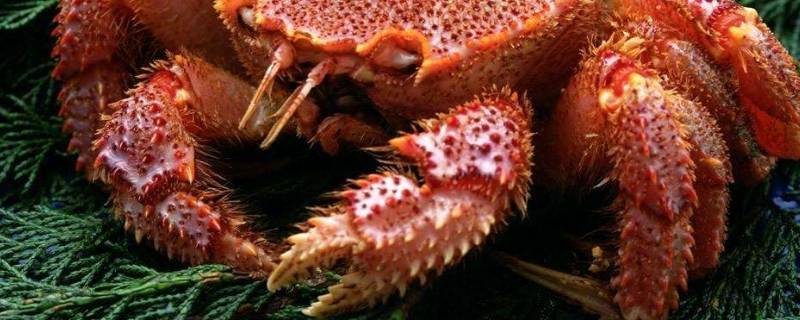 螃蟹钳上有团毛是什么螃蟹 螃蟹钳上有团毛是什么螃蟹怎么吃