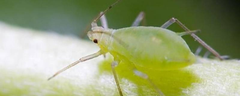 哪种蚜虫对人类很有益处（五倍子菊蚜棉蚜哪种蚜虫对人类很有益处）